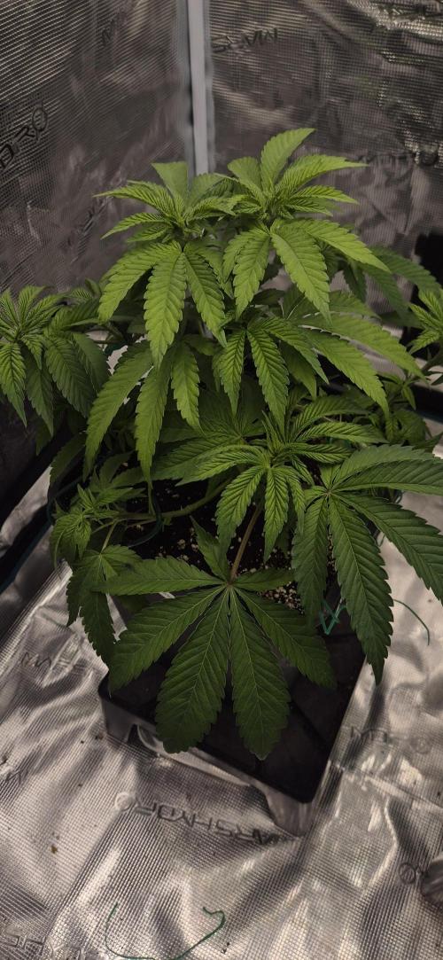 Ganja Farmer Seedtest RS11 B. Week 7