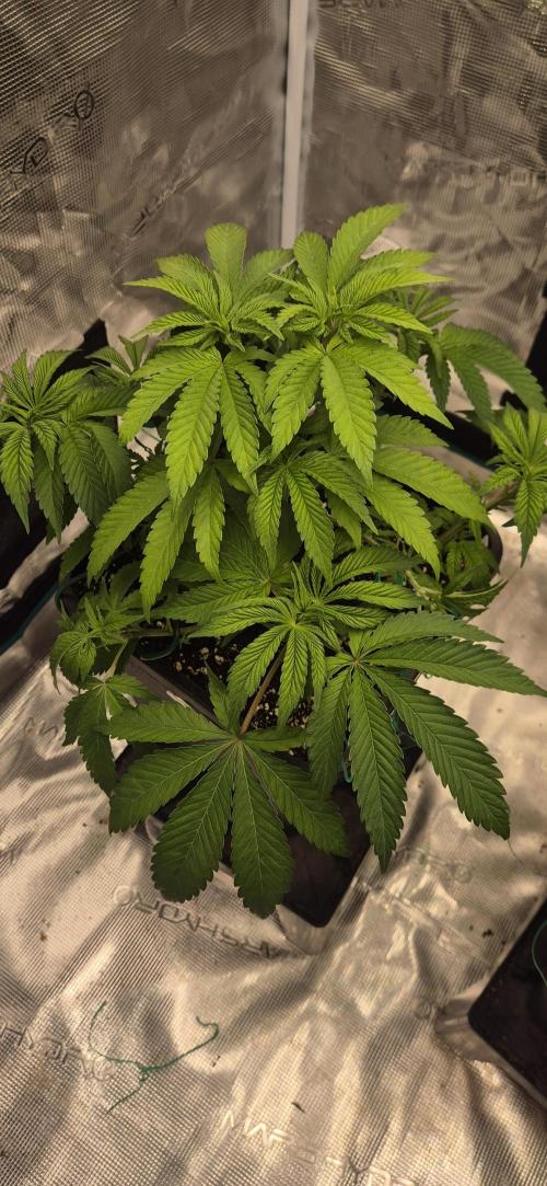 Ganja Farmer Seedtest RS11 B. Week 7