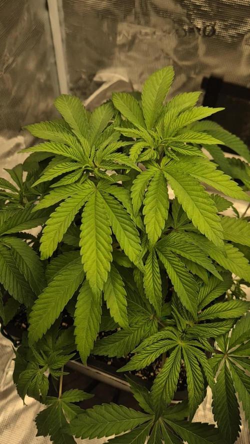 Ganja Farmer Seedtest RS11 B