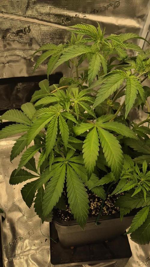 Ganja Farmer Seedtest RS11 C