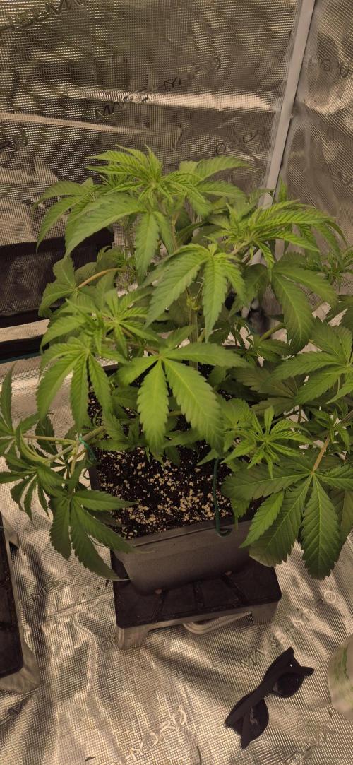 Ganja Farmer Seedtest RS11 C. Week 6