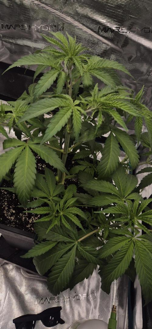 Ganja Farmer Seedtest RS11 C. Week 6