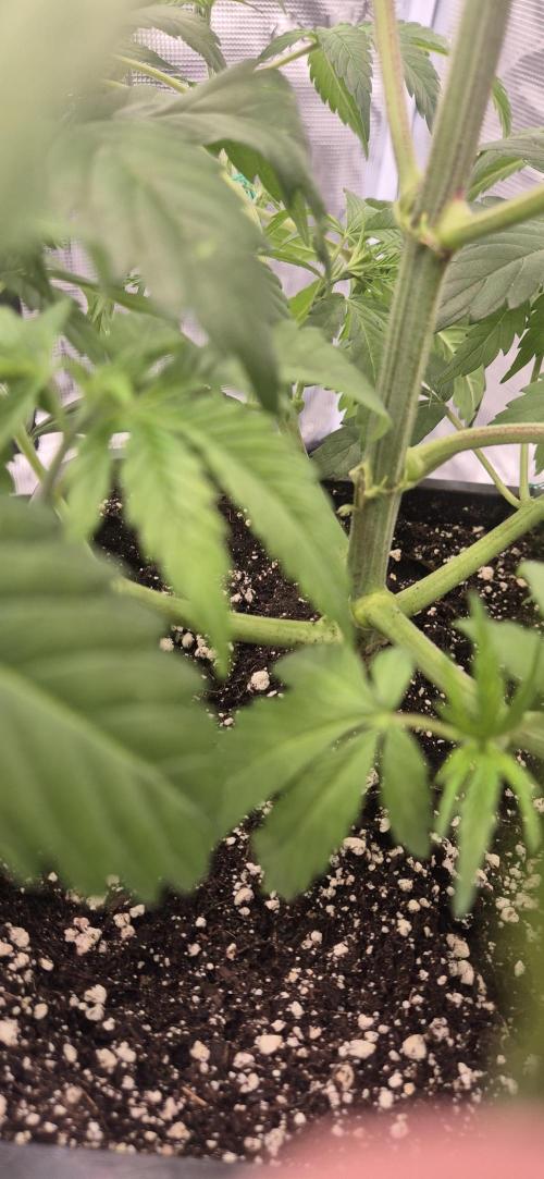 Ganja Farmer Seedtest RS11 C. Week 6