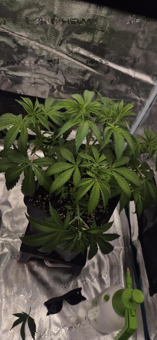 Ganja Farmer Seedtest RS11 C. Week 6