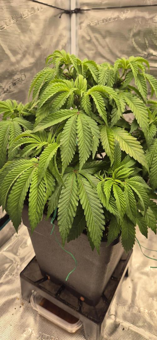 Ganja Farmer Seedtest RS11 B. Week 8