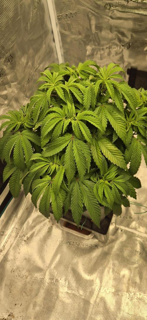 Ganja Farmer Seedtest RS11 B. Week 8