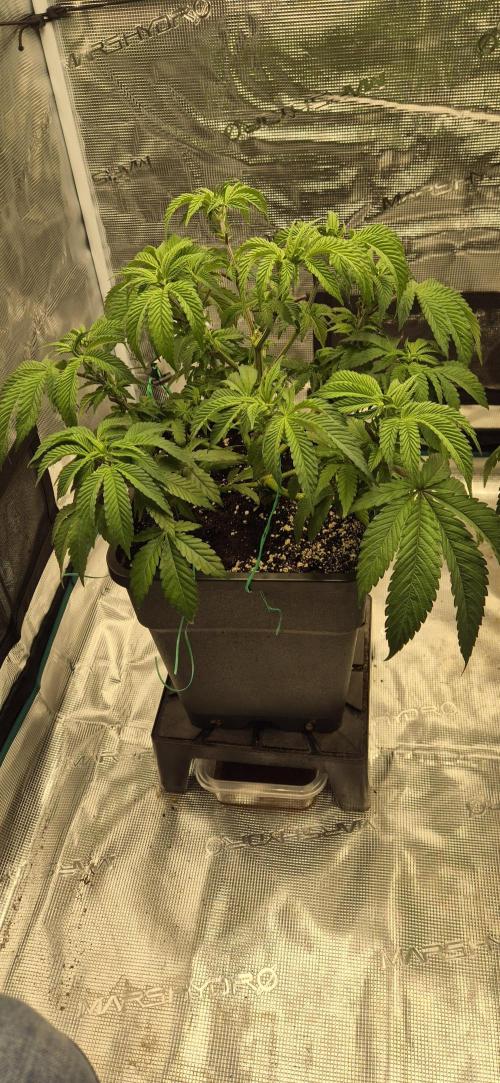 Ganja Farmer Seedtest RS11 B. Week 8