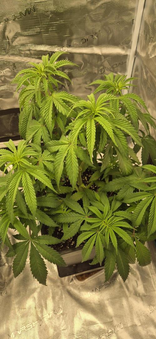 Ganja Farmer Seedtest RS11 C. Week 7