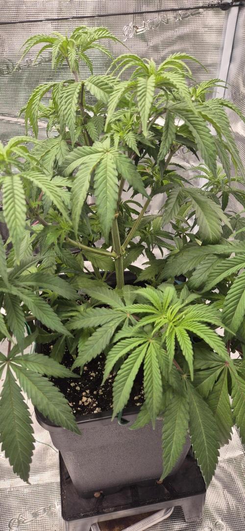 Ganja Farmer Seedtest RS11 C. Week 7
