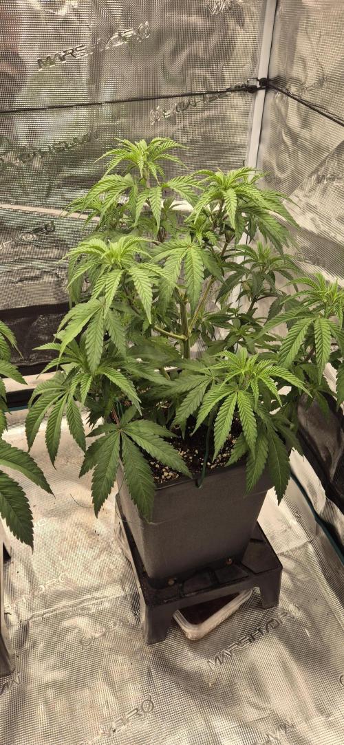 Ganja Farmer Seedtest RS11 C. Week 7