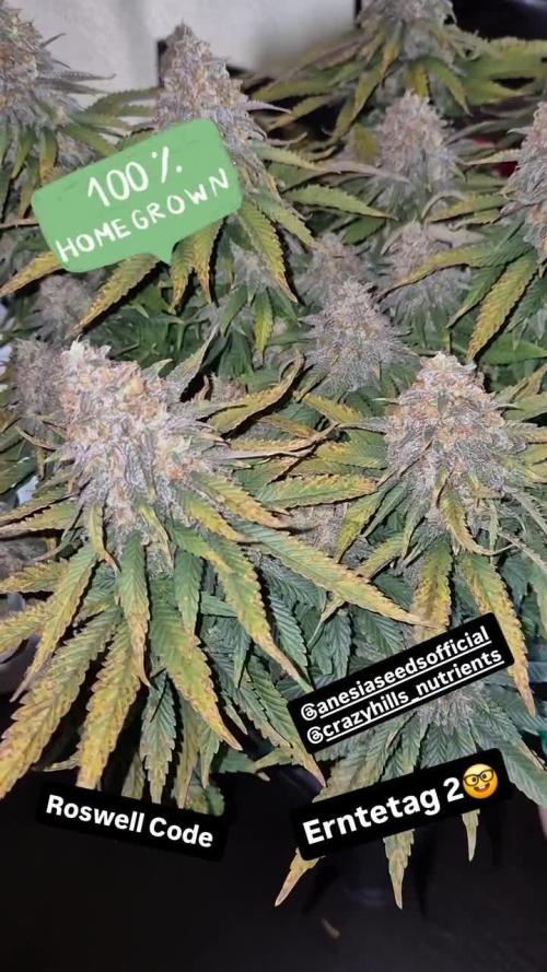 wintergrow