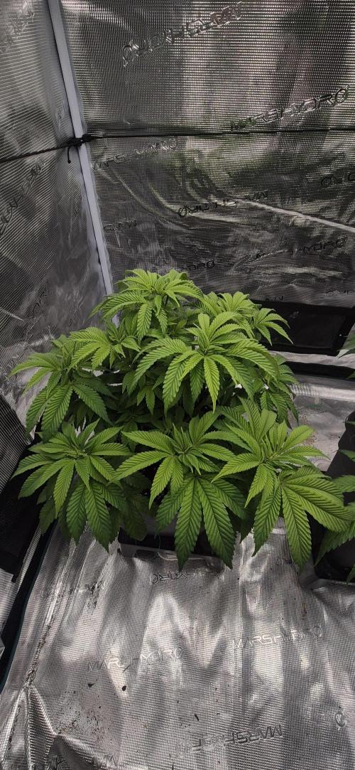 Ganja Farmer Seedtest RS11 B. Week 9