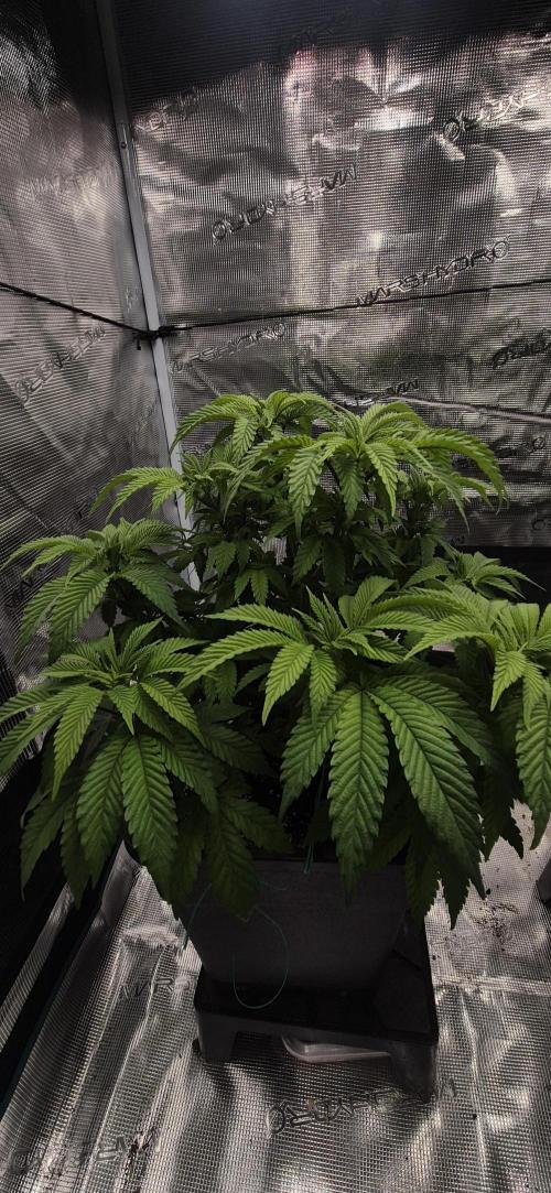 Ganja Farmer Seedtest RS11 B. Week 9