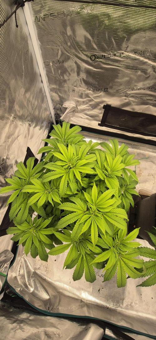 Ganja Farmer Seedtest RS11 B. Week 9
