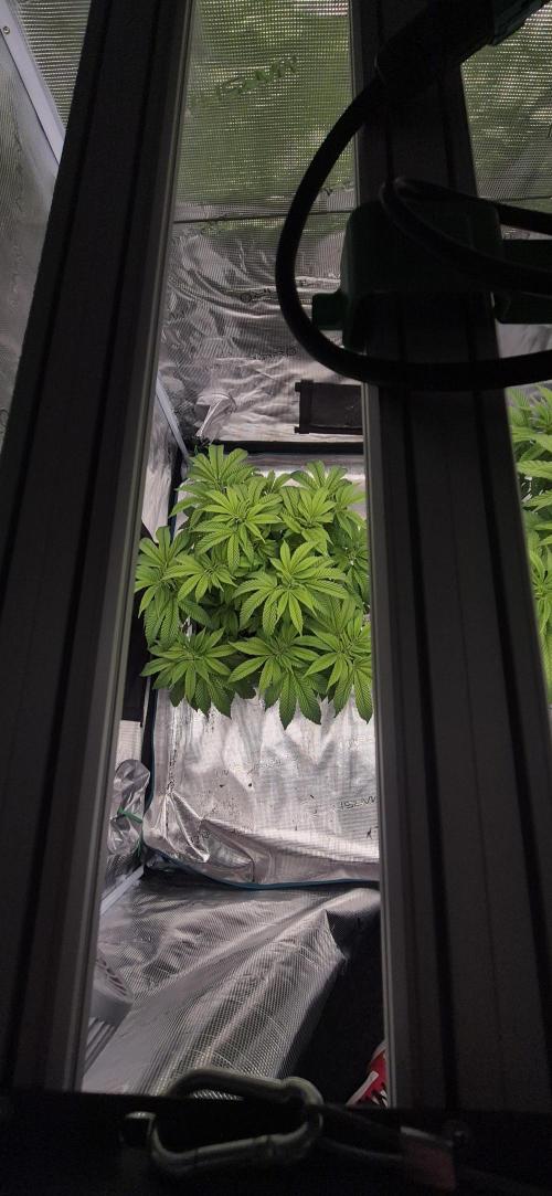 Ganja Farmer Seedtest RS11 B. Week 9