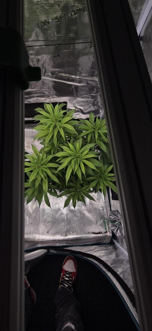Ganja Farmer Seedtest RS11 C. Week 8