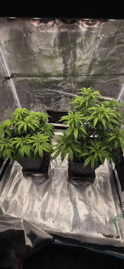 Ganja Farmer Seedtest RS11 C. Week 8