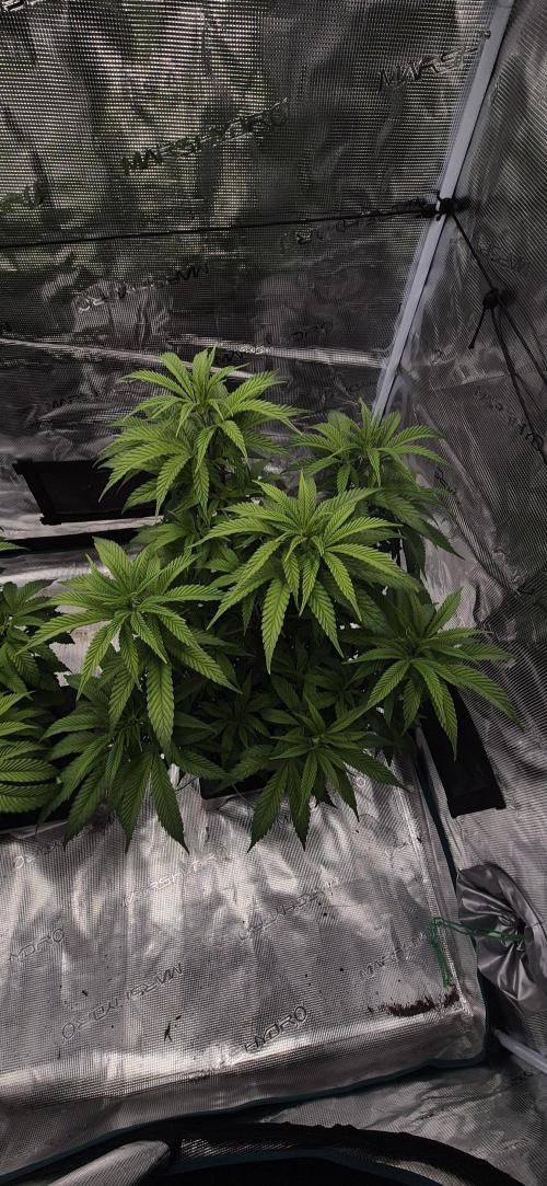 Ganja Farmer Seedtest RS11 C. Week 8