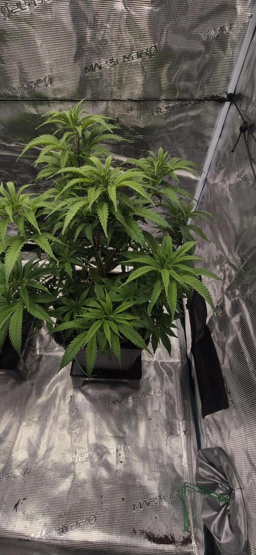 Ganja Farmer Seedtest RS11 C. Week 8