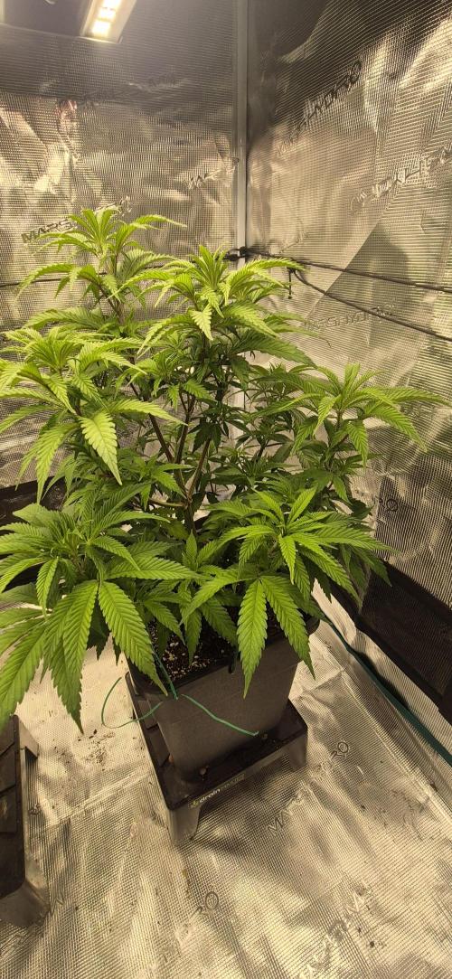 Ganja Farmer Seedtest RS11 C. Week 8