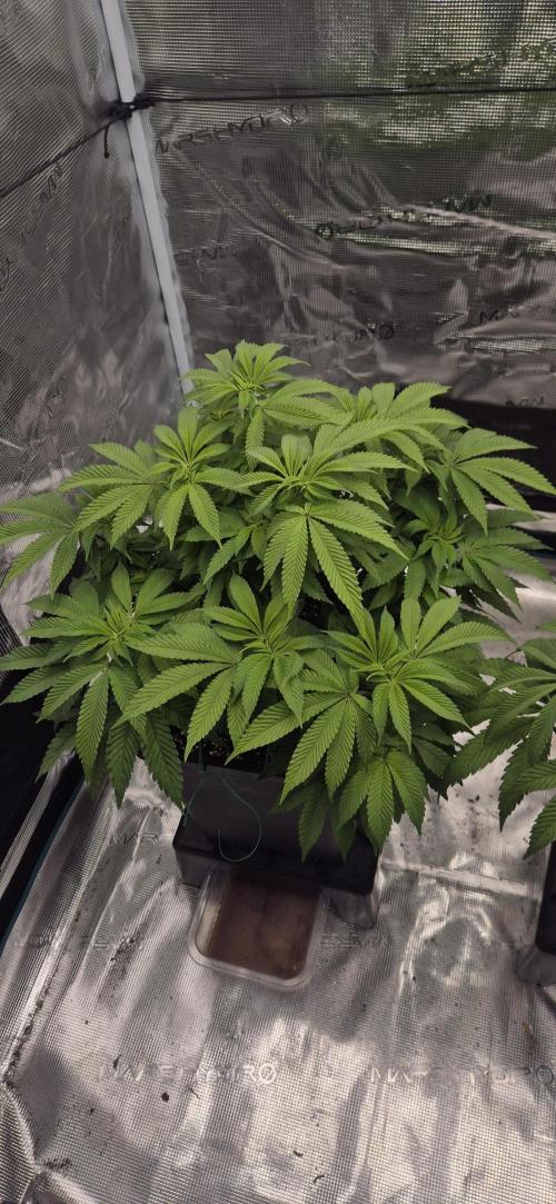 Ganja Farmer Seedtest RS11 B. Week 10
