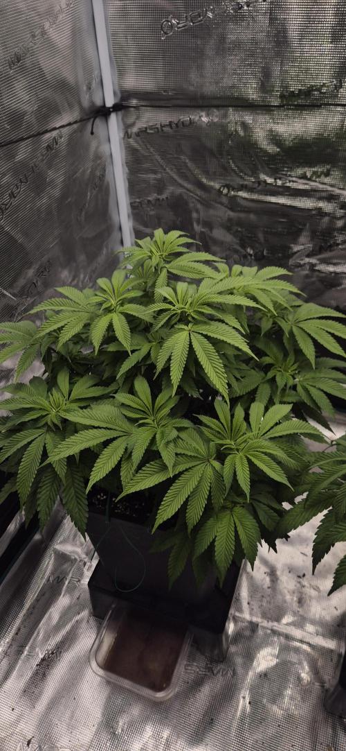 Ganja Farmer Seedtest RS11 B. Week 10