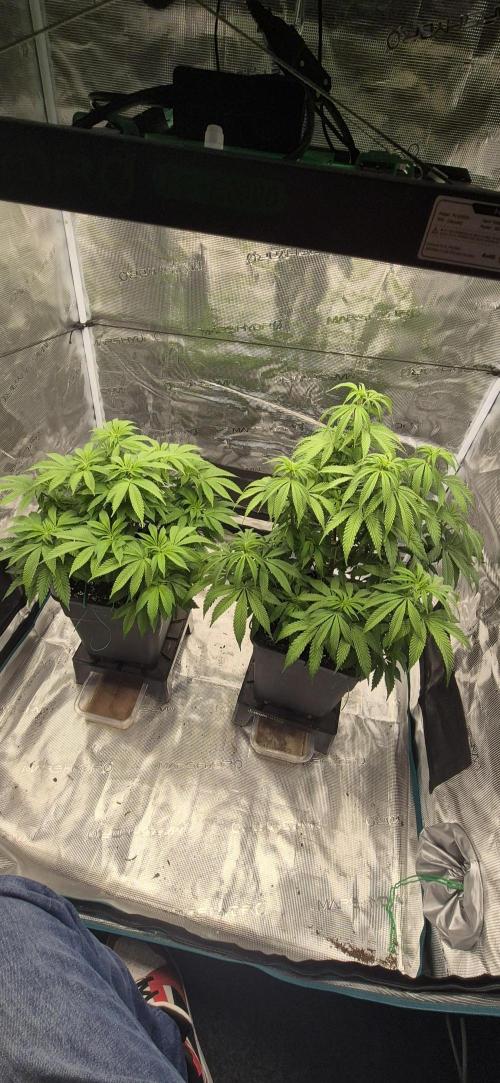Ganja Farmer Seedtest RS11 B. Week 10