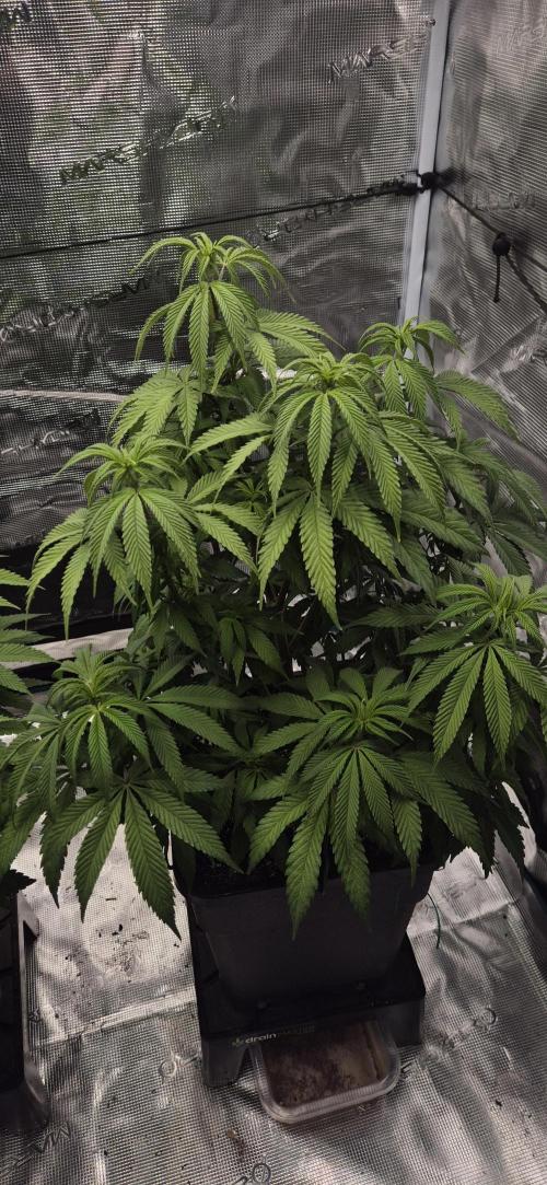 Ganja Farmer Seedtest RS11 C. Week 9