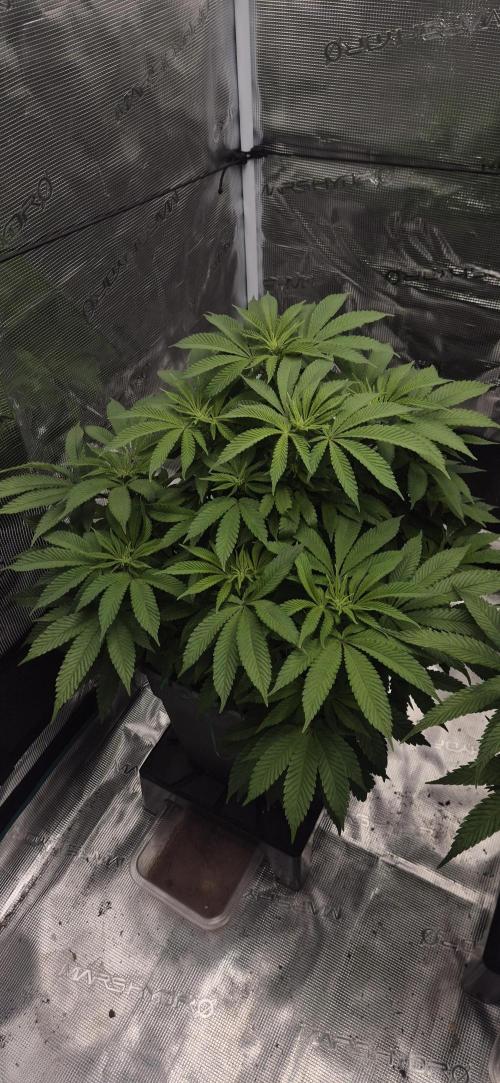 Ganja Farmer Seedtest RS11 B. Week 11