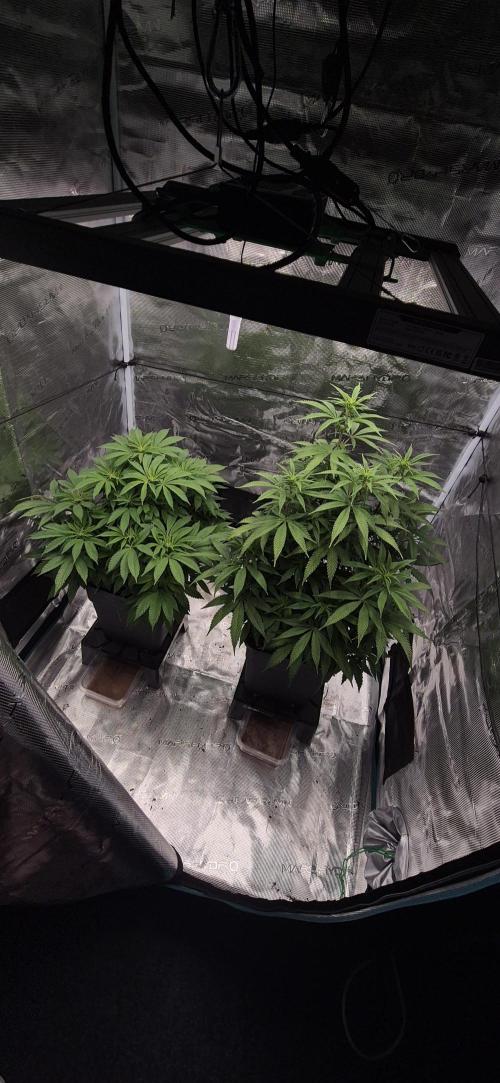 Ganja Farmer Seedtest RS11 B. Week 11