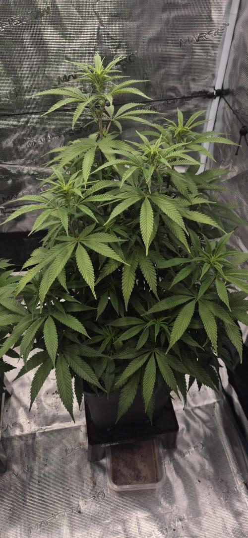 Ganja Farmer Seedtest RS11 C. Week 10