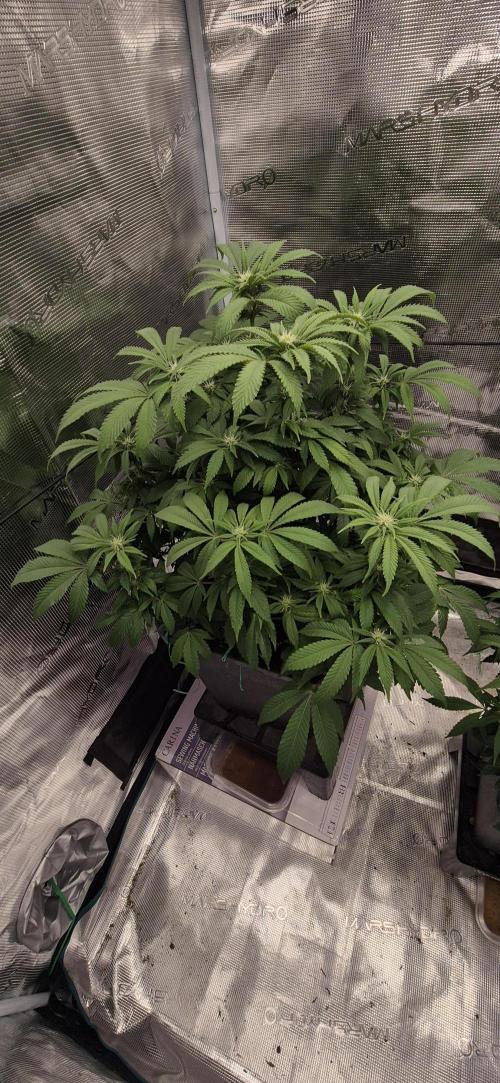Ganja Farmer Seedtest RS11 B. Week 12