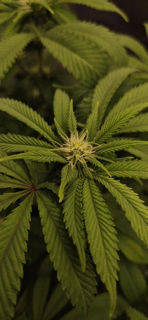 Ganja Farmer Seedtest RS11 B. Week 12