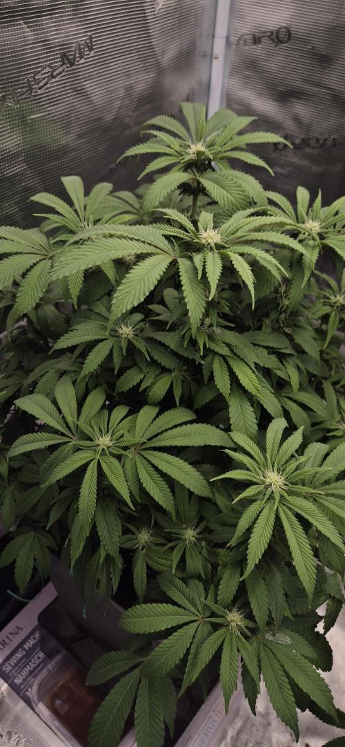 Ganja Farmer Seedtest RS11 B. Week 12