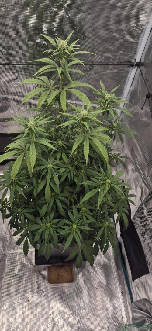 Ganja Farmer Seedtest RS11 C. Week 11