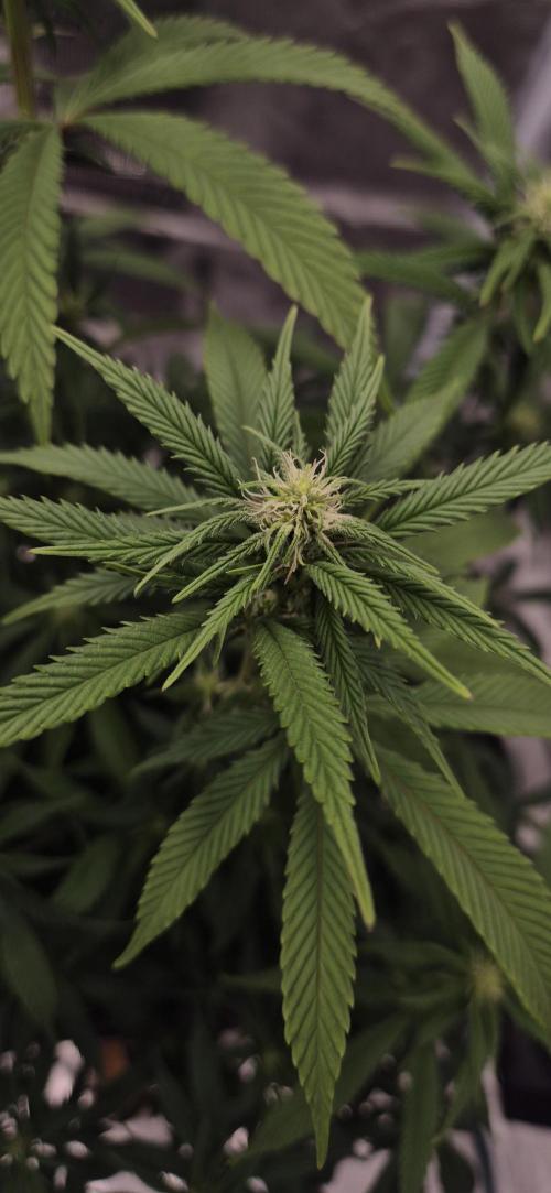 Ganja Farmer Seedtest RS11 C. Week 11