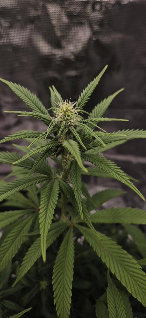 Ganja Farmer Seedtest RS11 C. Week 11