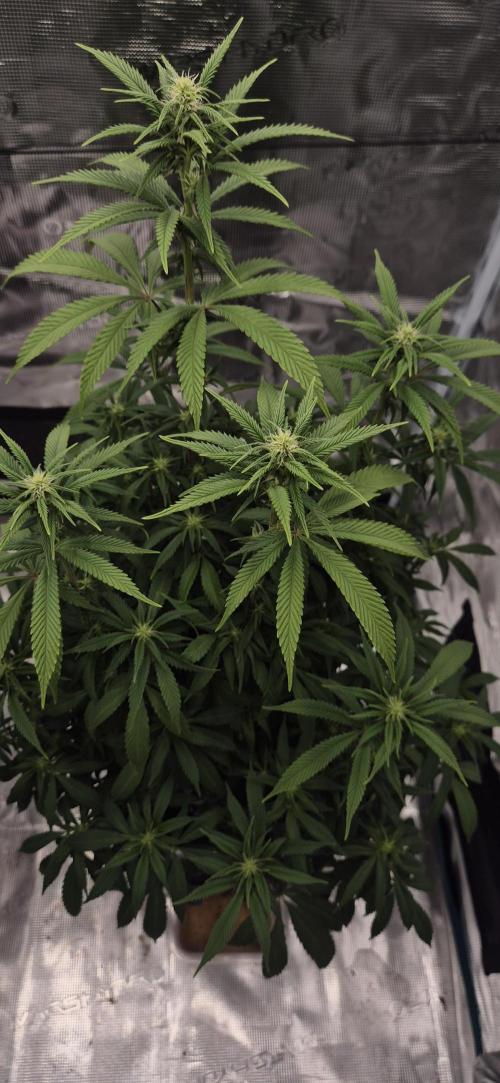 Ganja Farmer Seedtest RS11 C. Week 11