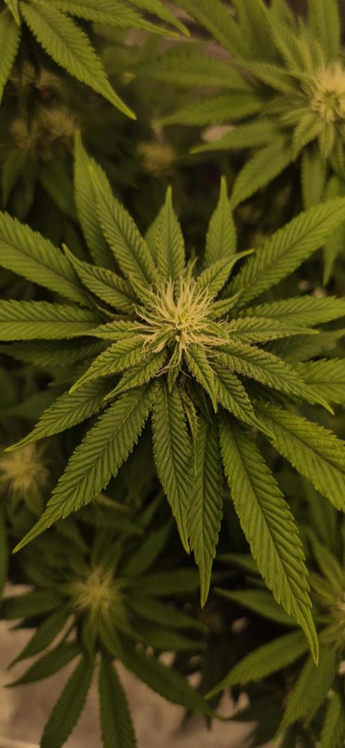 Ganja Farmer Seedtest RS11 B. Week 13