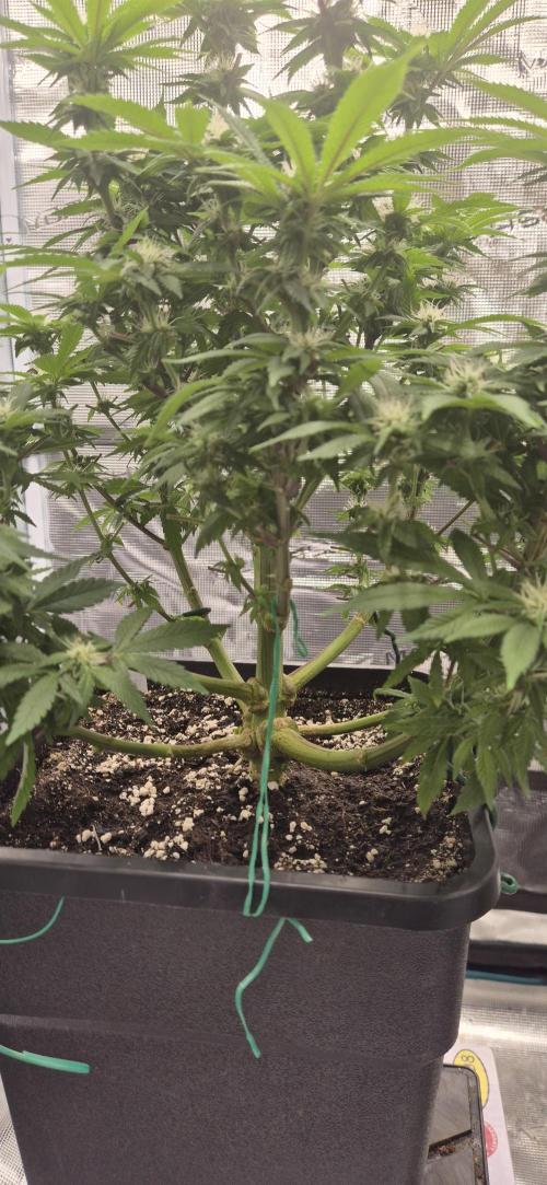 Ganja Farmer Seedtest RS11 B. Week 13