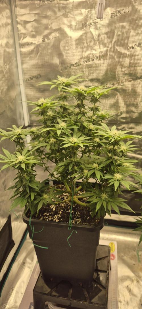 Ganja Farmer Seedtest RS11 B. Week 13