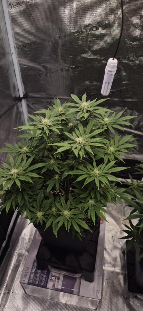 Ganja Farmer Seedtest RS11 B. Week 13