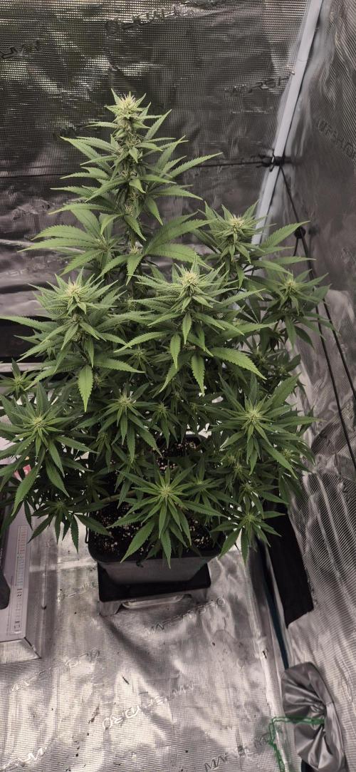 Ganja Farmer Seedtest RS11 C. Week 12