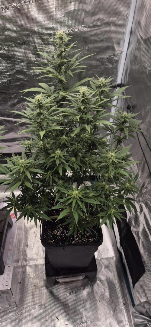 Ganja Farmer Seedtest RS11 C. Week 12