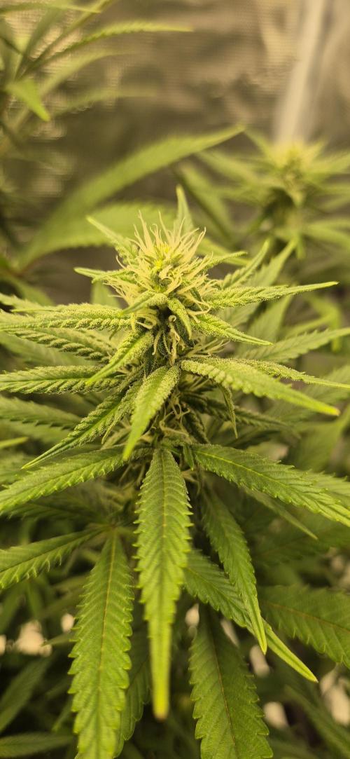 Ganja Farmer Seedtest RS11 C. Week 12