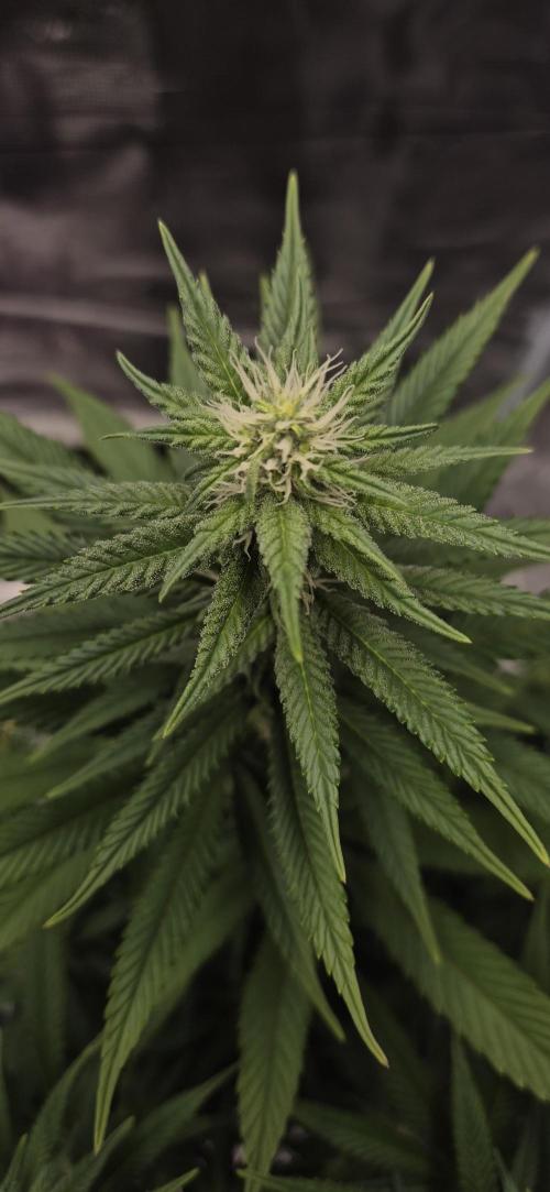 Ganja Farmer Seedtest RS11 C. Week 12