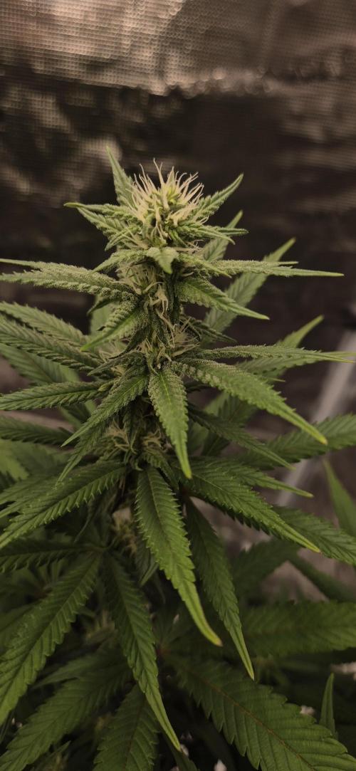 Ganja Farmer Seedtest RS11 C. Week 12