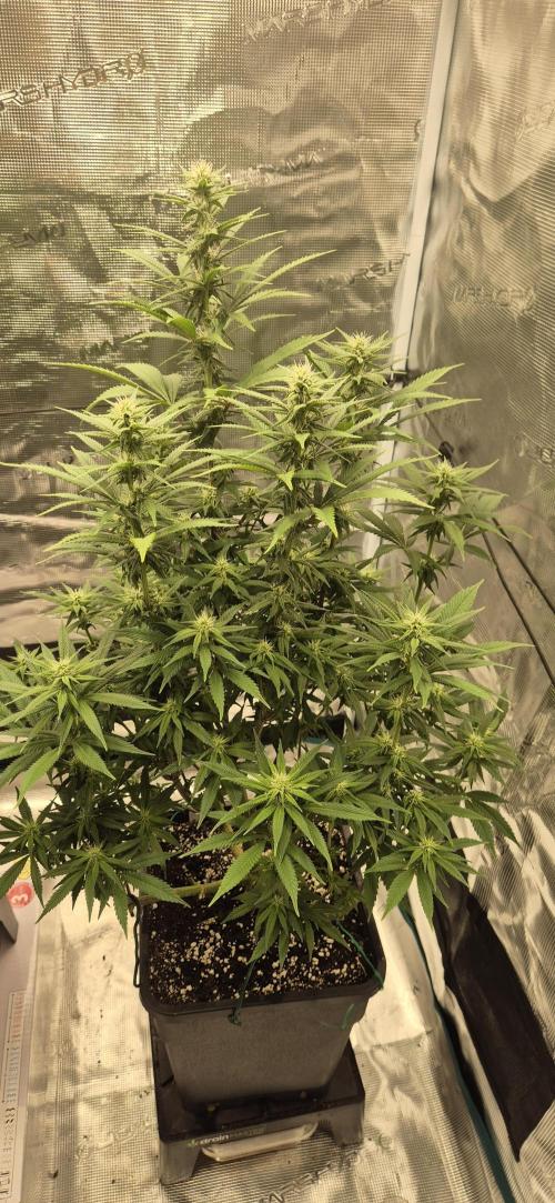 Ganja Farmer Seedtest RS11 C. Week 12