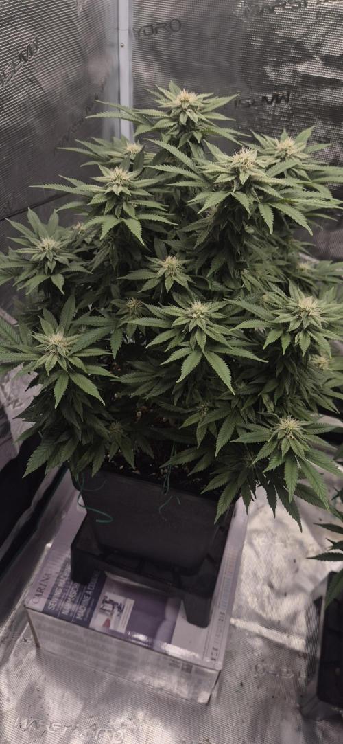 Ganja Farmer Seedtest RS11 B. Week 14