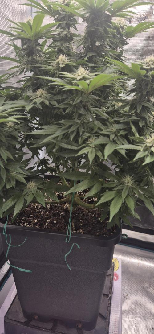 Ganja Farmer Seedtest RS11 B. Week 14